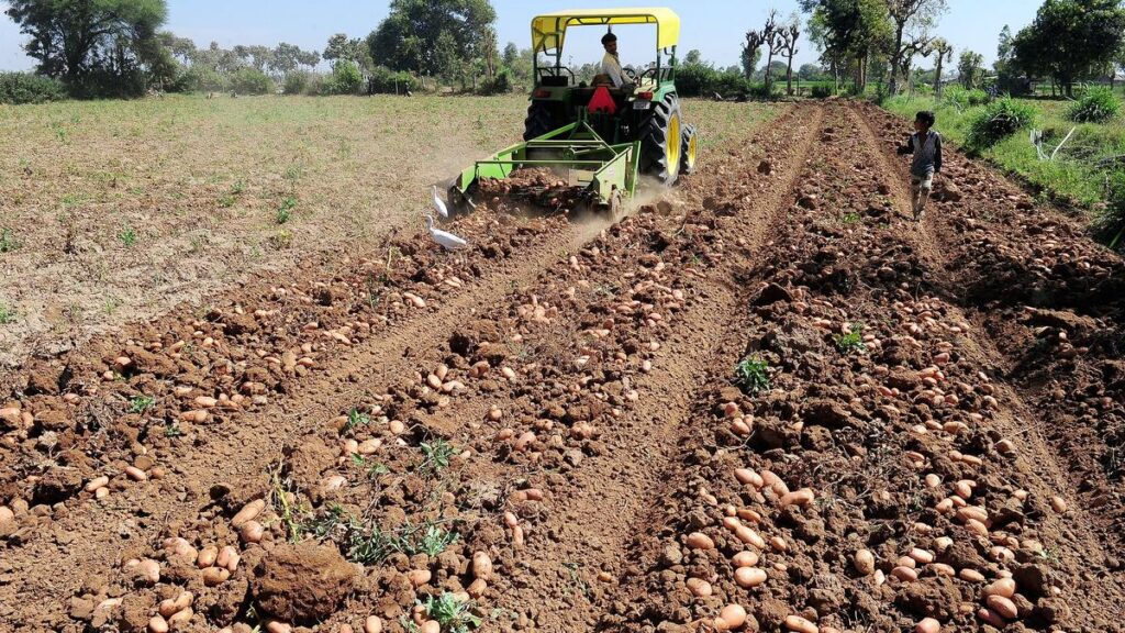 Gujarat tops in production and export of processed potatoes in India