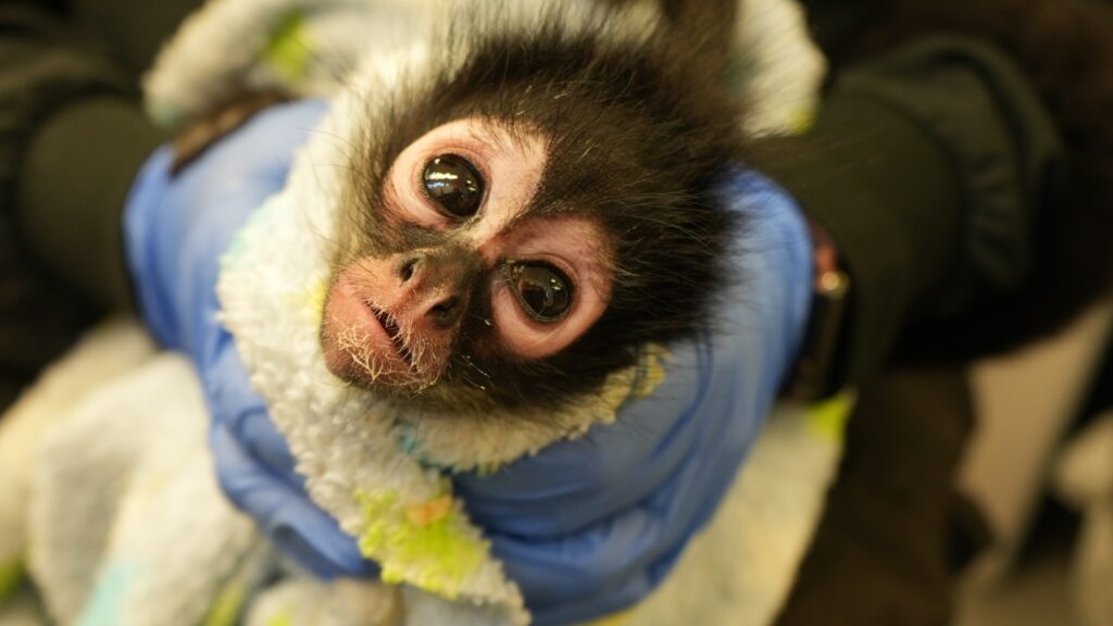 Primate pet ownership fuels a brutal industry. This bill could slow it down : NPR
