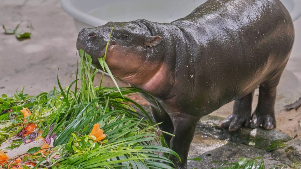 Pygmy hippo Moo Deng’s first birthday draws thousands of fans : NPR Pygmy hippo Moo Deng's first birthday draws thousands of fans : NPR