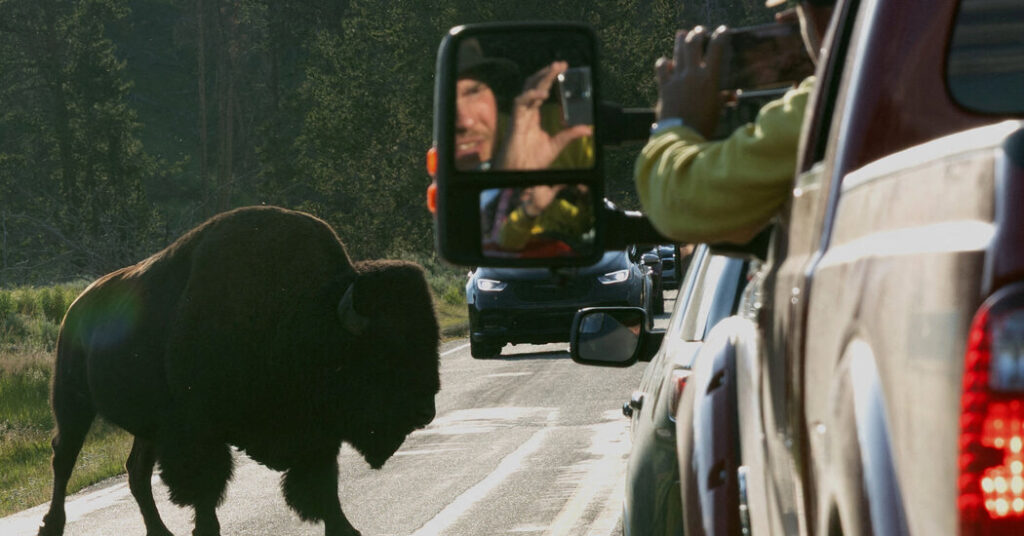 Quiz: How Much Do You Know About Wildlife Safety?