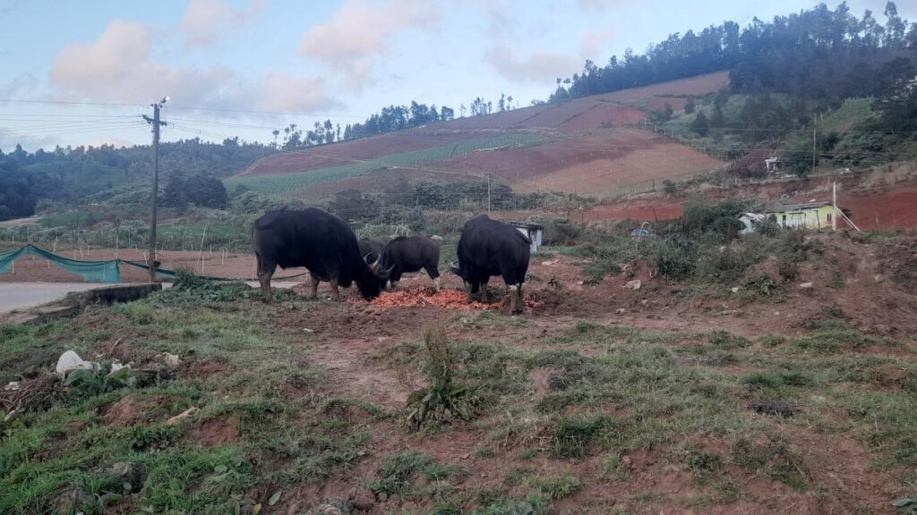 Two more Indian gaur treated after objects get caught in their hooves in Nilgiris