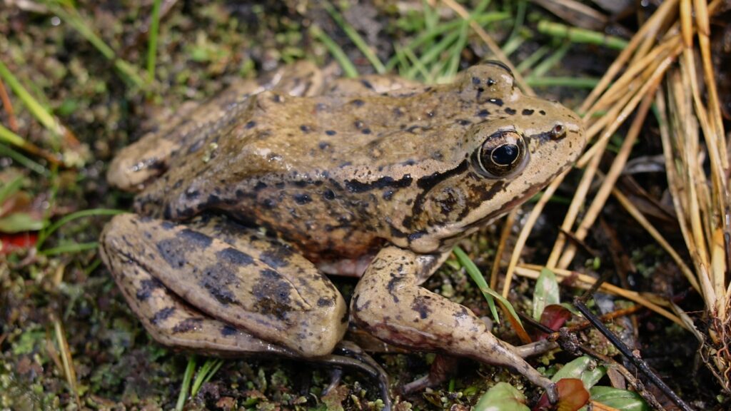 With help from AI, this threatened frog is making a comeback : NPR