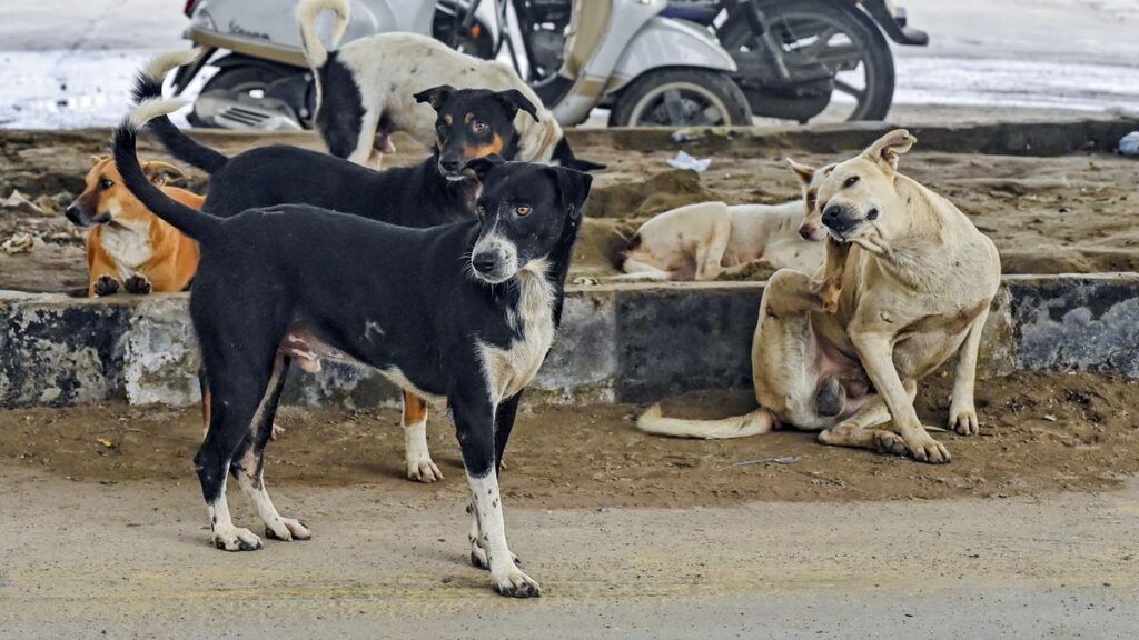 CJI agrees to consider listing stray dog issue after petitioner unearths 2024 SC order to treat animals with compassion