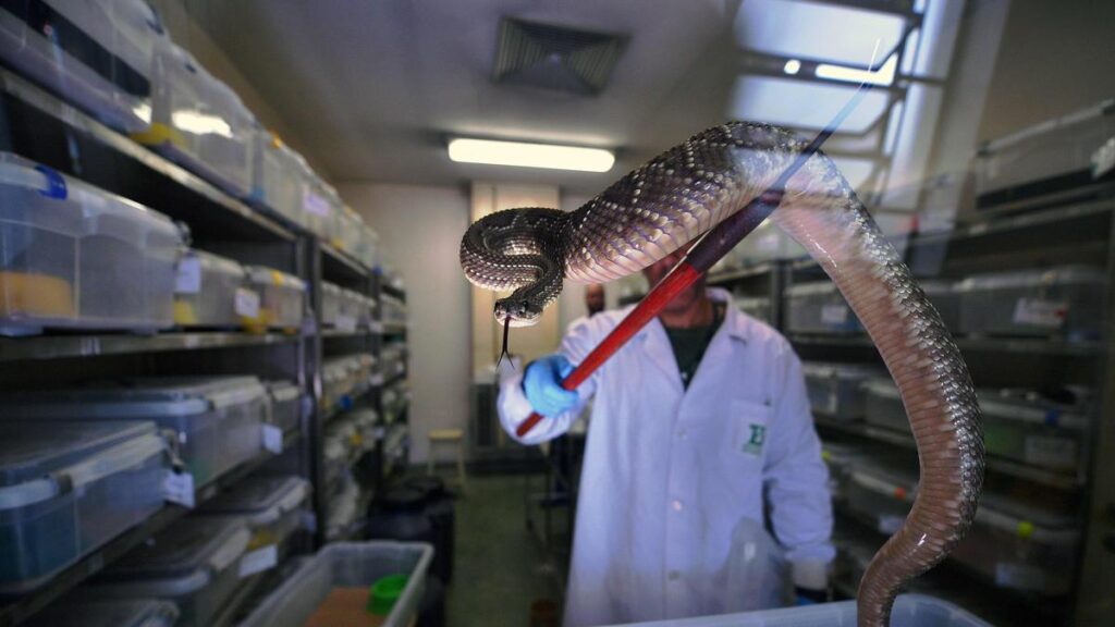 Call for region-specific antivenoms to save snakebite victims