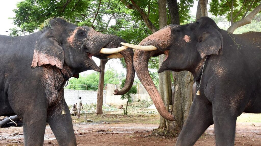 Dasara elephants to be welcomed on Mysuru palace premises on August 10