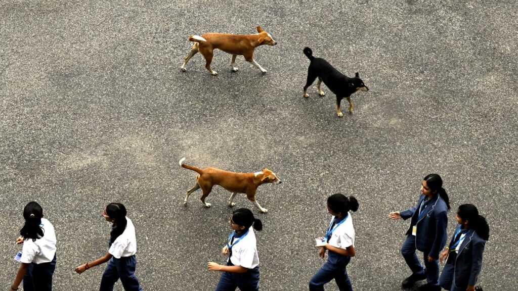 Debate rages in Kerala over stray dog control as rabies takes a toll on lower-income groups