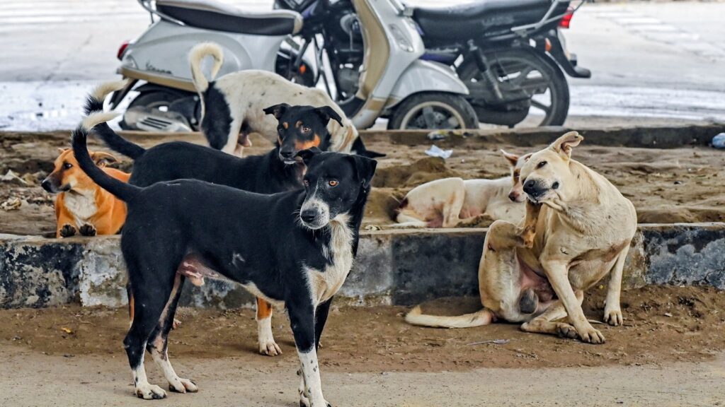 Delhi Police detains activists, dog lovers and others for protesting against SC order on stray dogs | Latest News India