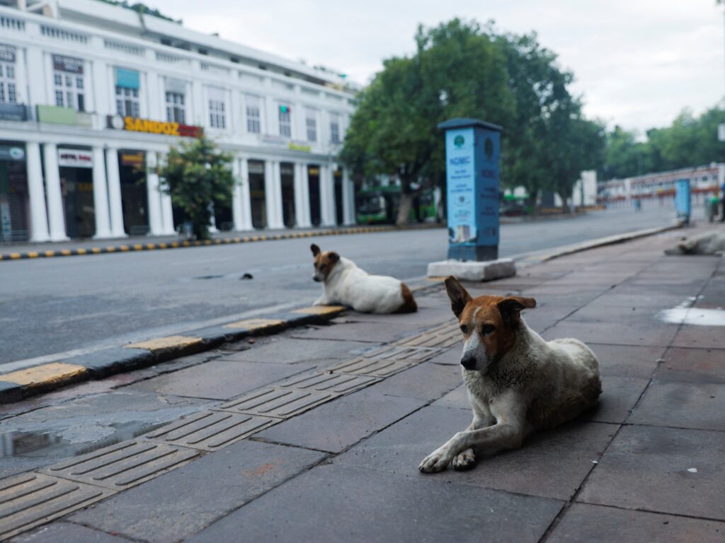 Does India have a stray dog epidemic? | Health