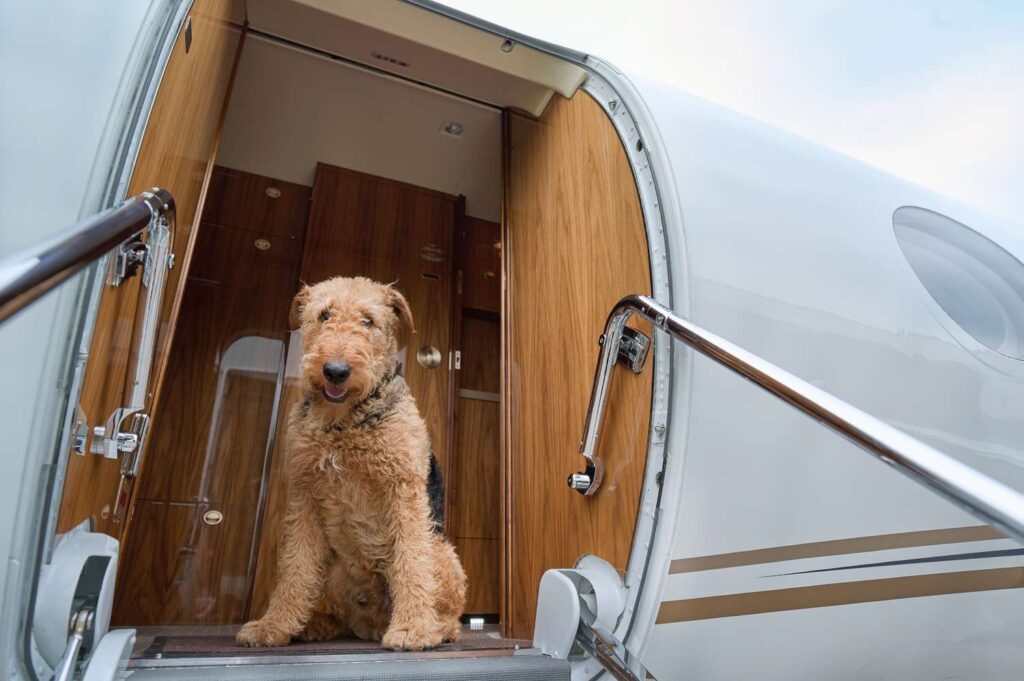 Does Your Pet Need a Passport to Travel Internationally?