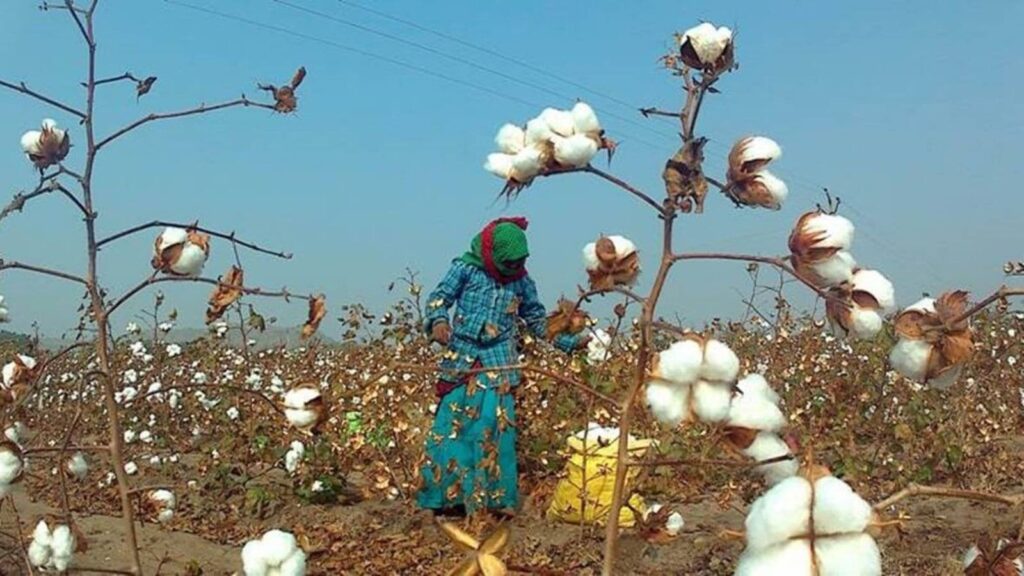 Duty-free access to US cotton, US cotton, Piyush Goyal, India US trade deal, Trump Tariffs, trump tariff impositions, trade war, us trade war, donald trump, reciprocal tariffs, Trump India trade deal, India US tariff cuts, Trump India tariffs announcement, India US trade agreement, Modi Trump trade talks, India US economic relations, India lowers tariffs for US, US India trade negotiations, Trump Modi tariff deal, India US import export policy, Trump on India tariffs, US India business ties, trade war India US, India trade policy changes, India US tariff reduction, Indian express news, current affairs