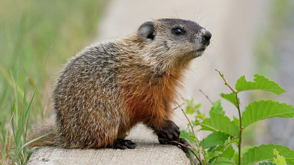 China groundhog thief