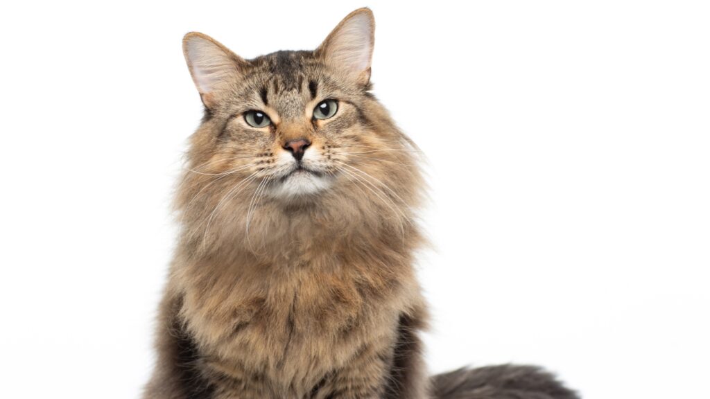 The real star of ‘Caught Stealing’ is a fluffy Siberian forest cat : NPR The real star of 'Caught Stealing' is a fluffy Siberian forest cat : NPR