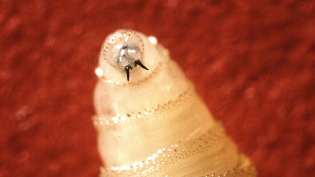 U.S. confirms its first human case of New World screwworm : NPR U.S. confirms its first human case of New World screwworm : NPR