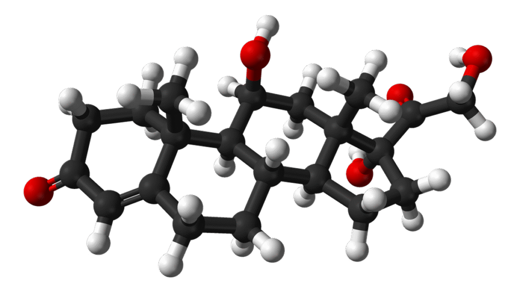 Why cortisol is more than a ‘stress hormone’