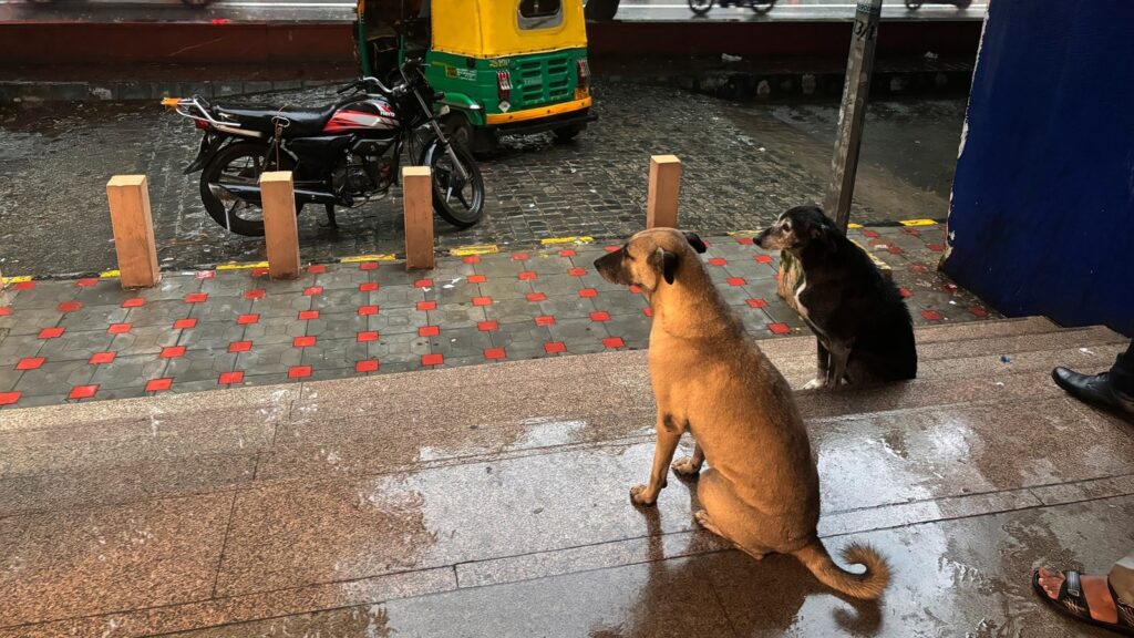 ‘Impractical, illogical, illegal’: PETA India on SC's stray dogs removal order | Latest News India