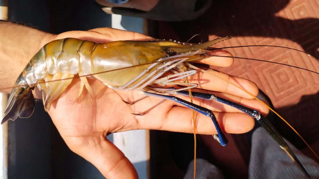 18th edition of Vembanad Fish Count in Kerala records 61 species