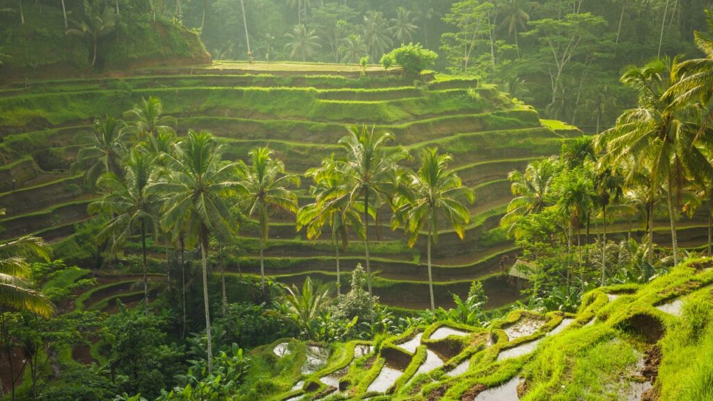 Flying to Bali? This App Is Now Mandatory for All Visitors Condé Nast Traveler