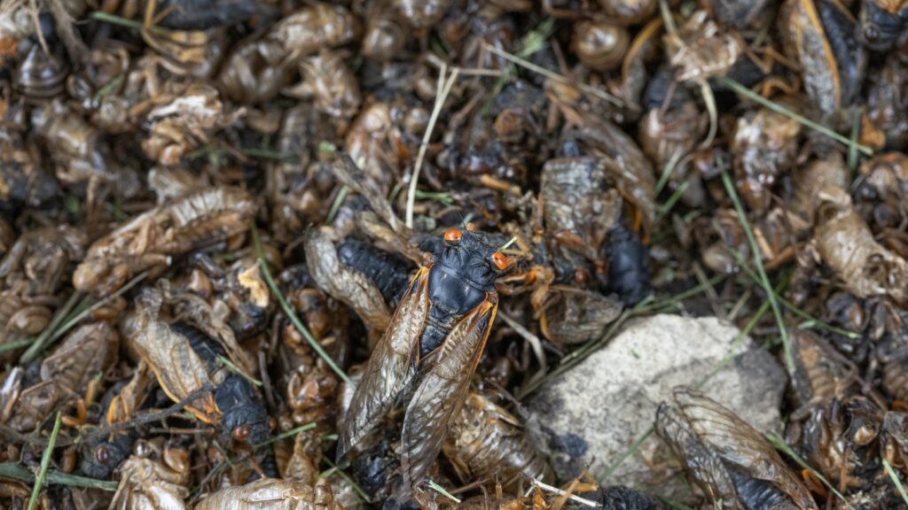 Insects are dying even where people aren’t around, study finds : NPR Insects are dying even where people aren't around, study finds : NPR