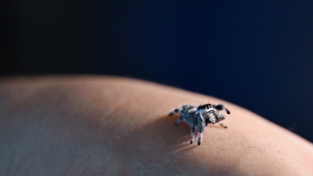 Jumping spiders make the leap from pest to pet : NPR