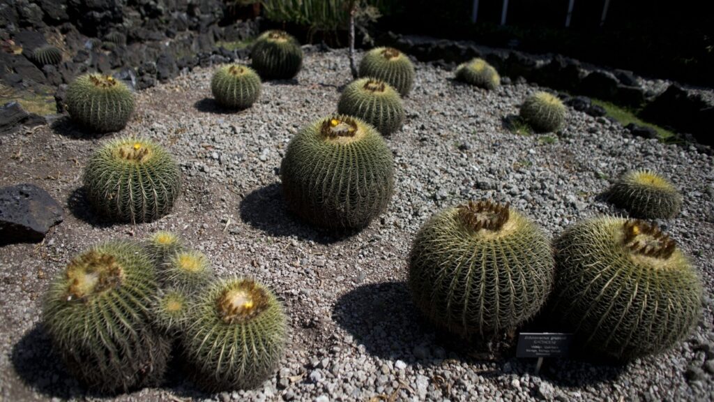 Mexico's cherished biznaga cactus is on verge of extinction : NPR