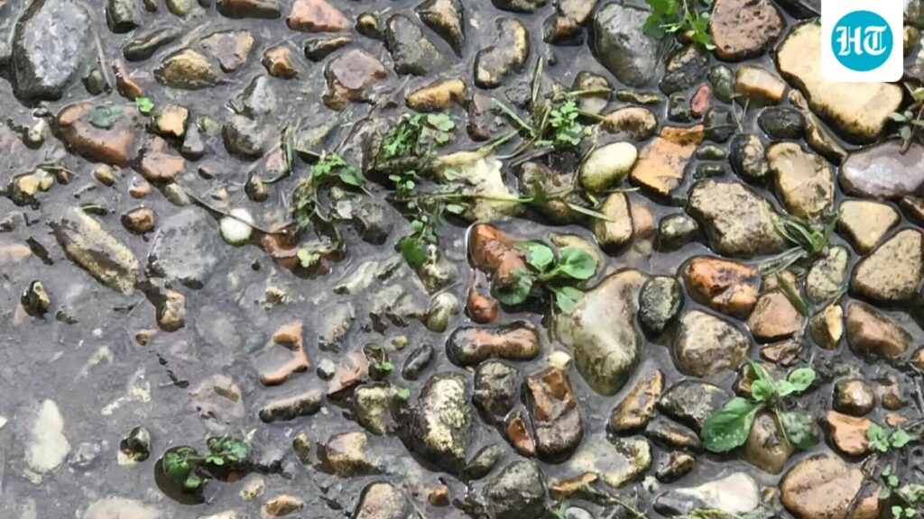 Optical illusion: Only those with eagle eyes can spot the hidden frog in 10 seconds