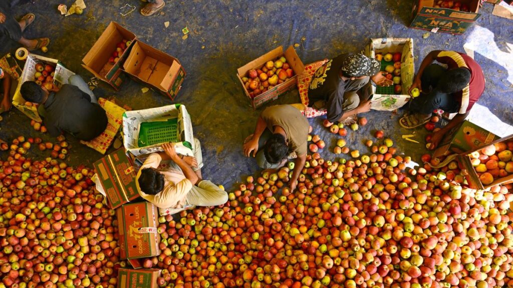 Over 1.37 lakh metric tons of fresh fruit, including apples, dispatched outside Kashmir in 10 days: J&K Government