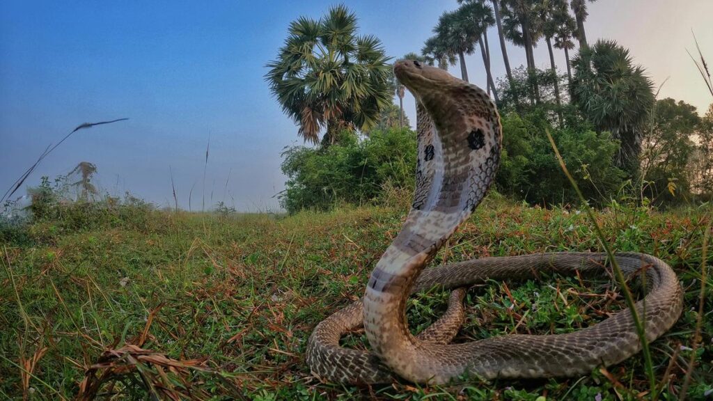 Study finds climate change could drive new snakebite hotspots in India Study finds climate change could drive new snakebite hotspots in India