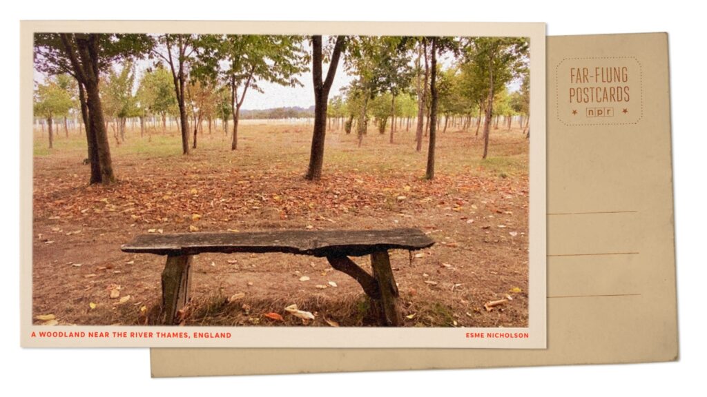 Thames River woodland in England : NPR