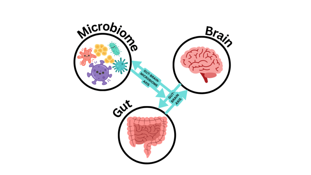 The gut-brain reckoning: how India’s antibiotic culture imperils mental health