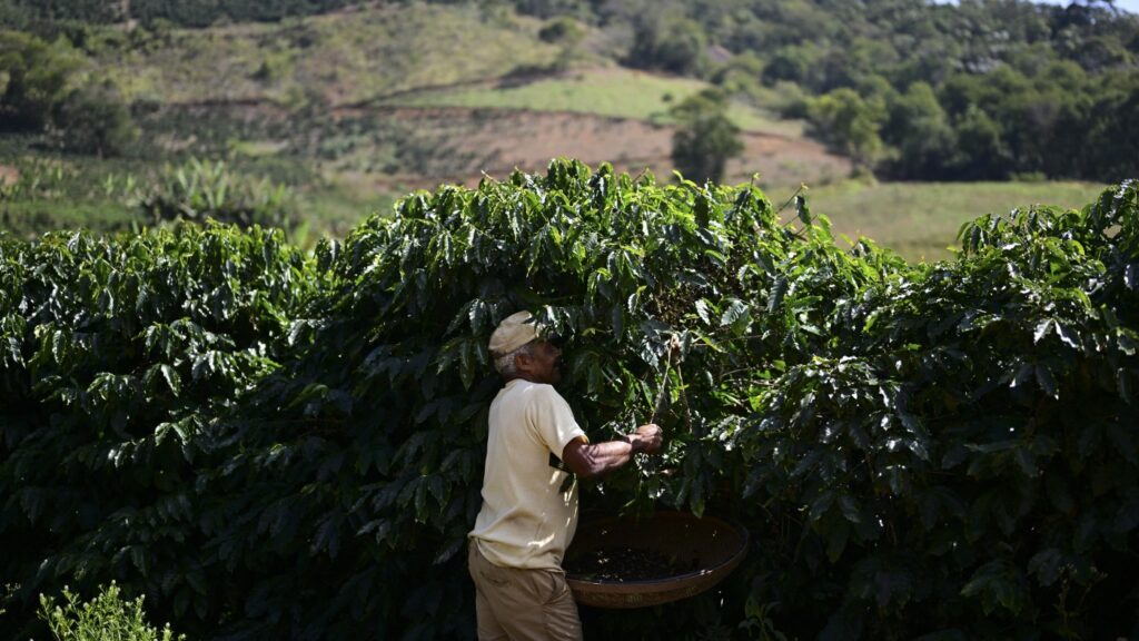3 big things happening in the coffee world : NPR