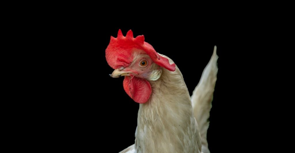 Bird flu is back. Will egg prices rise as it infects more and more farms?