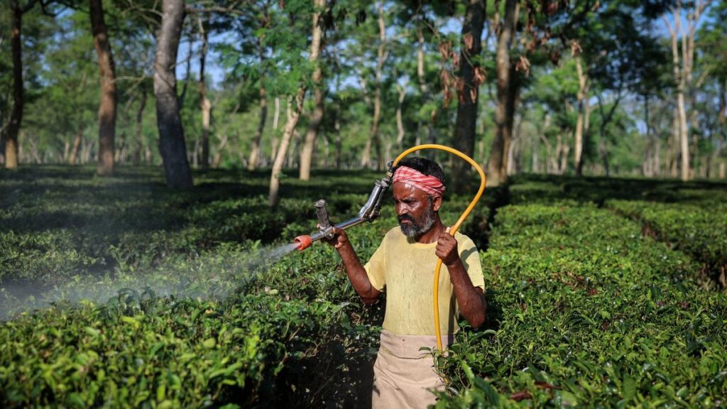 Climate change one of the biggest challenges to tea industry: experts