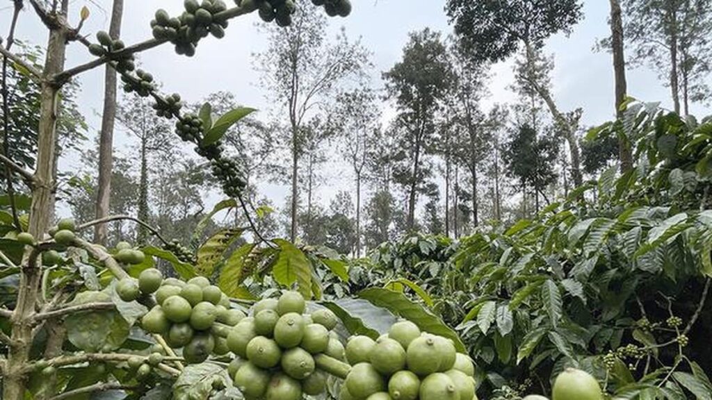 Coffee Board opens special kiosk in Bengaluru to train women in coffee business Coffee Board opens special kiosk in Bengaluru to train women in coffee business