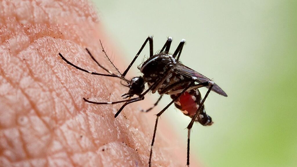 Conditions of locality more important than climate in chikungunya outbreaks, shows analysis Conditions of locality more important than climate in chikungunya outbreaks, shows analysis