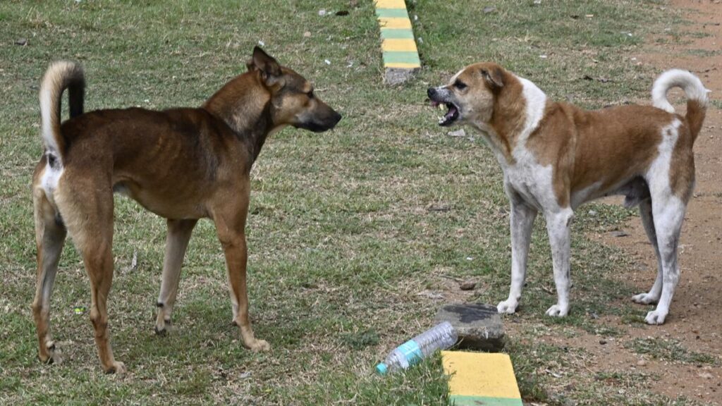 Gaps in anti-rabies treatment persist in city’s health centres Gaps in anti-rabies treatment persist in city’s health centres