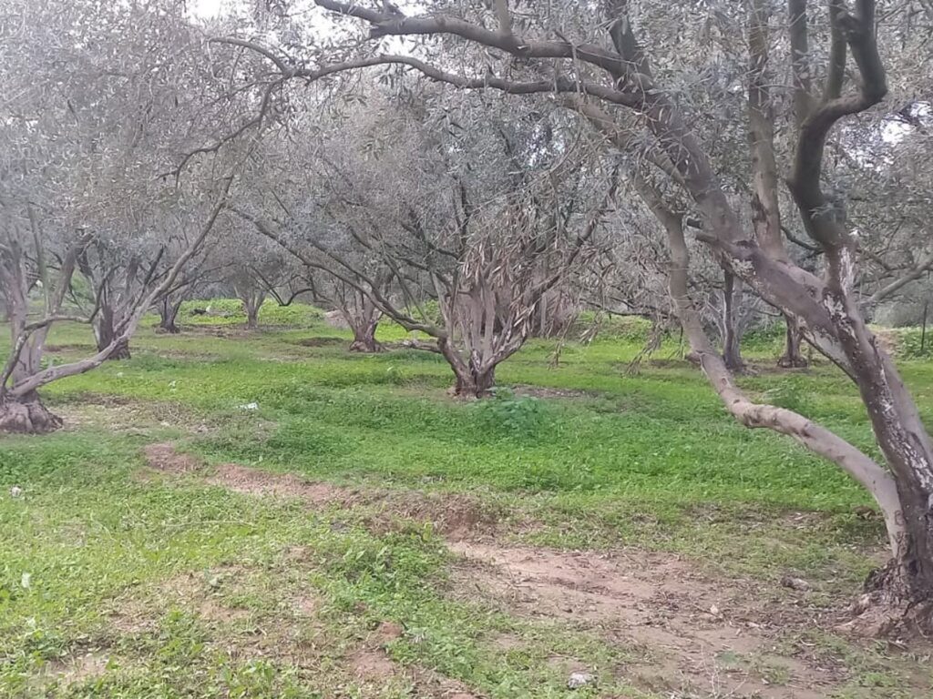 Gaza will be in the shadow of famine as long as we cannot plant our land | Israel-Palestine conflict Gaza will be in the shadow of famine as long as we cannot plant our land | Israel-Palestine conflict