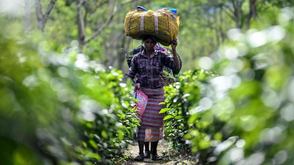 Gender agenda newsletter: All work, no pay