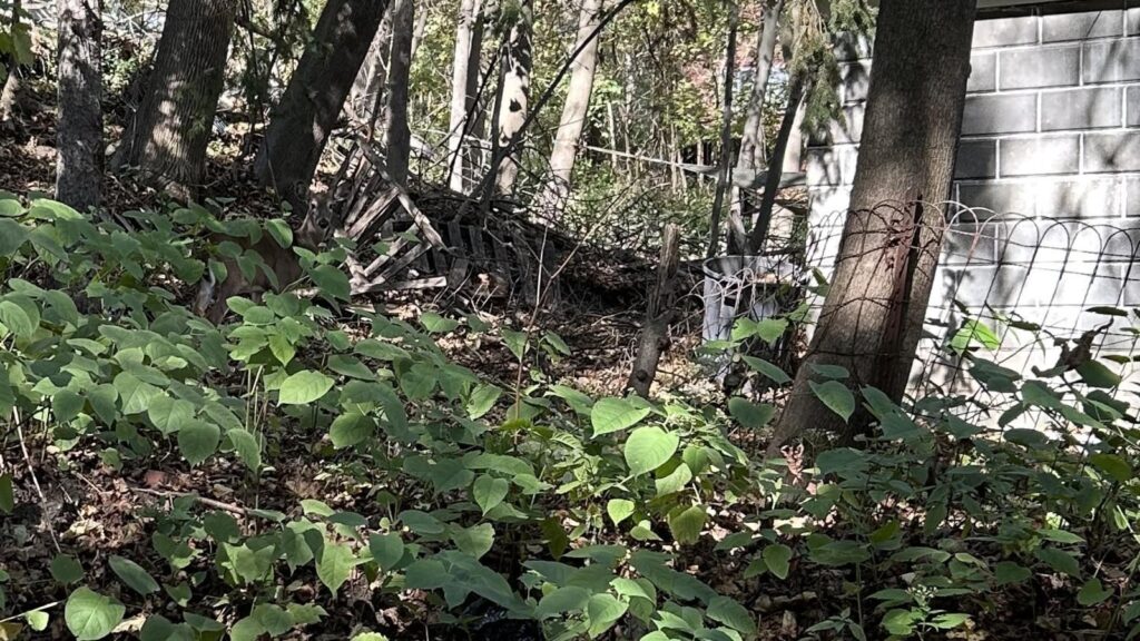 Optical illusion: You’ll be declared ultimate genius of the day if you spot hidden deer in this image