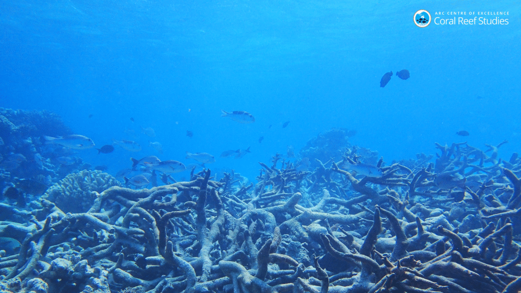 Should genetically modified wildlife be allowed into nature? : NPR