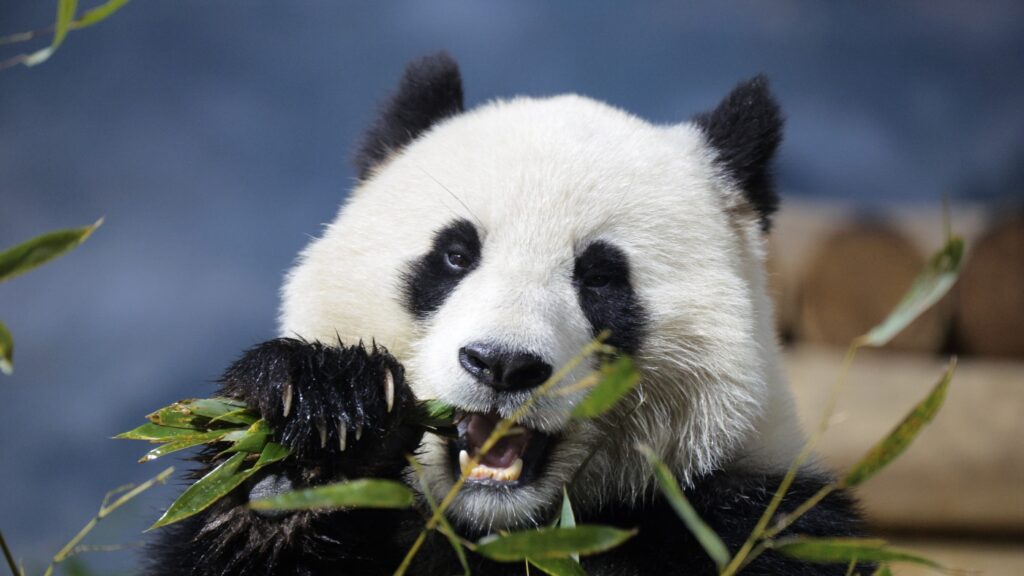 Smithsonian museums and National Zoo set to close : NPR